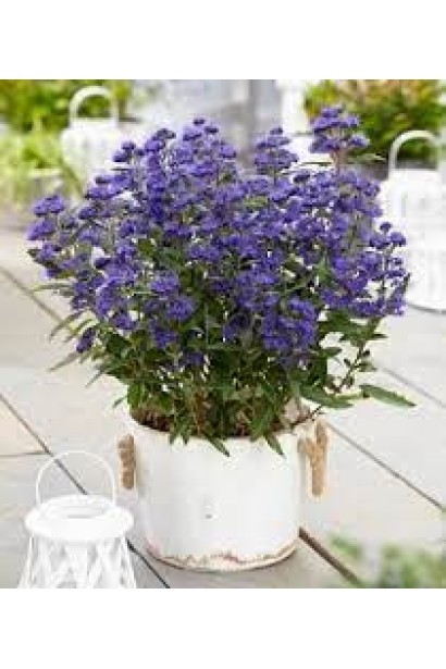 Каріоптерис кландонський `Саммер Сорбет`